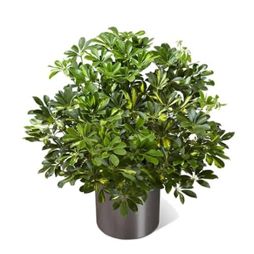 Variegated schefflera in modern gray planter