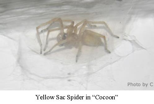 yellow sac spider