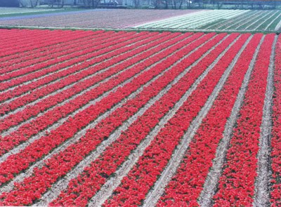 Top Indian Couple Blog by Nisha Jha and Vasudevan R - Amsterdam - Keukenhof Garden