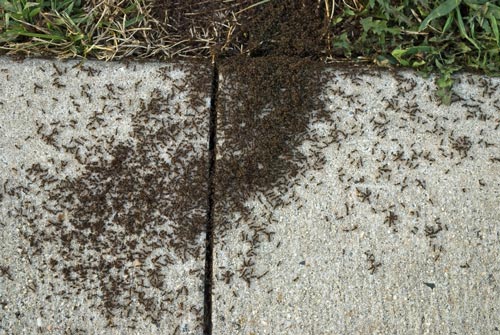 ant pest control