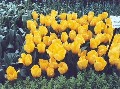 Keukenhof Garden Amsterdam @lemonicks.com