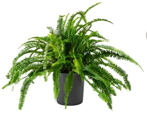 A lush green fern plant in a black pot against a white background.
