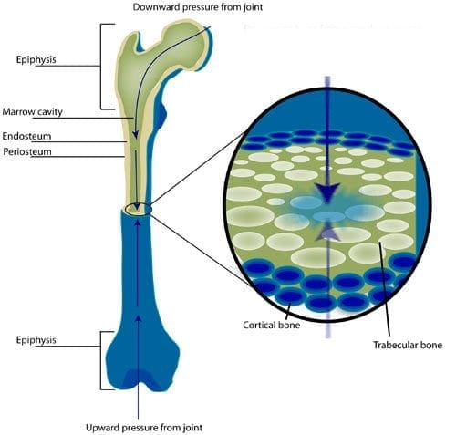 longbone