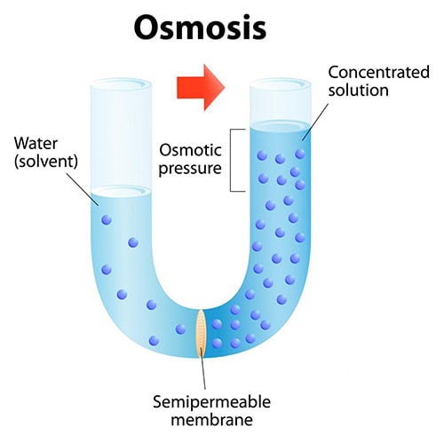 Osmosis Process