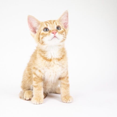 Creamsicle