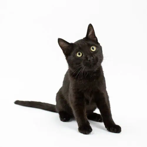 Panther