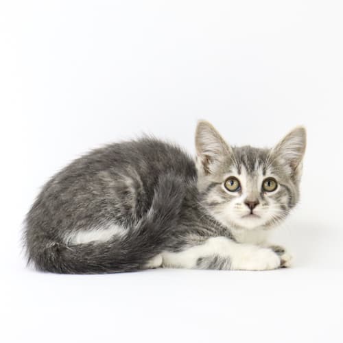 Admiral Kaminska Admiral Kaminska