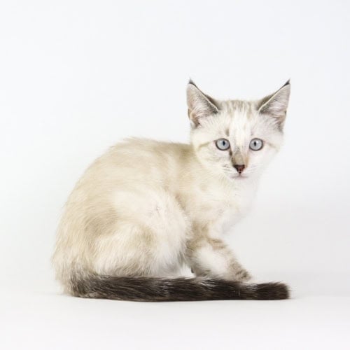 Lila