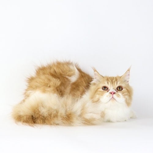 Lord Arman of Fluffington