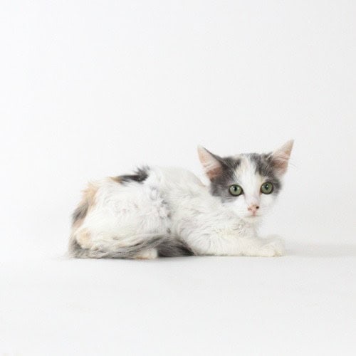 Nilla Wafer