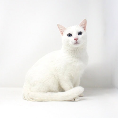 Mon Mothma Mon Mothma