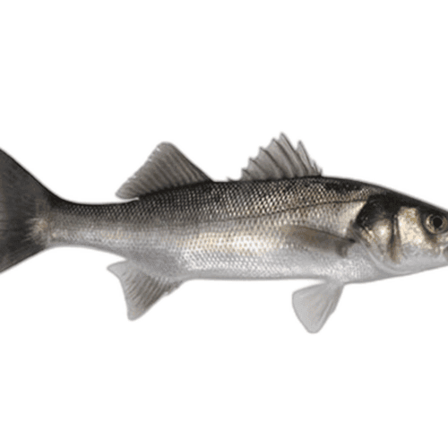 Branzino di mare -1 kg