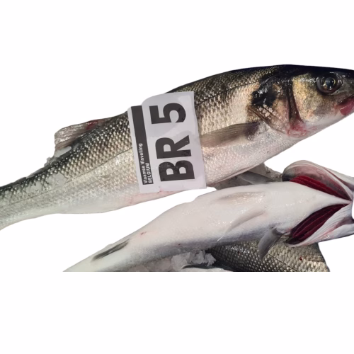 branzino pescato vlv (2)