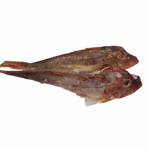Capone gallinella 60-200 gr