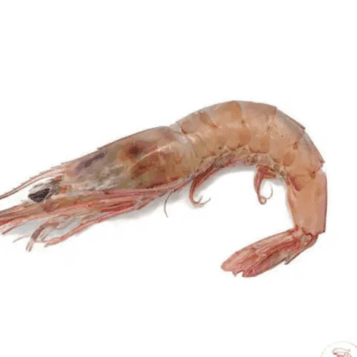 Gambero rosa