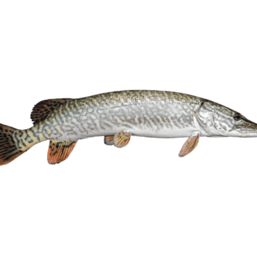 Luccio 2-4kg