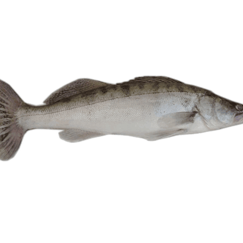 Lucioperca 2-4kg