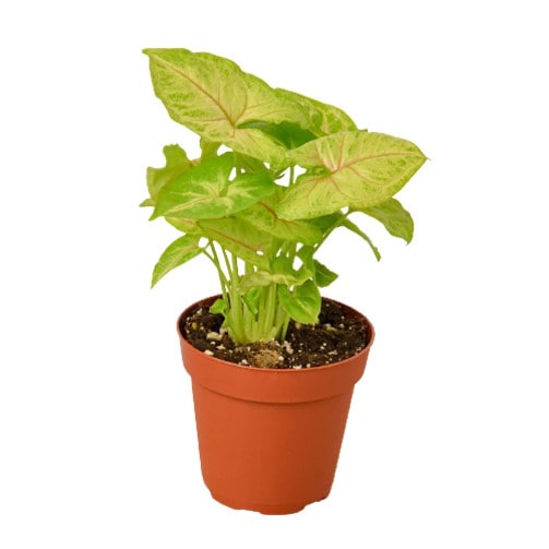 Syngonium plant in a small brown pot with green leaves.