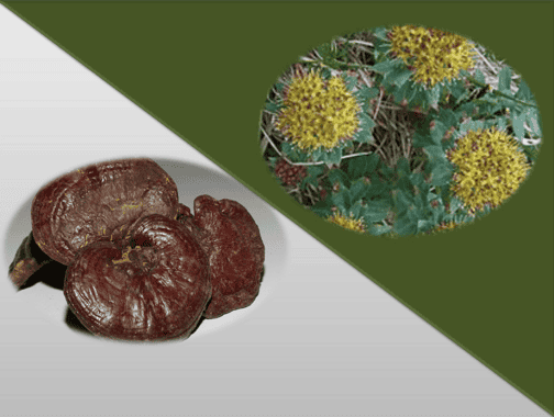 6 plantes adaptogènes pour résister au stress