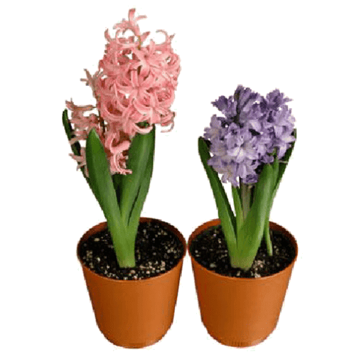 Two potted hyacinth flowers, one pink and one purple.