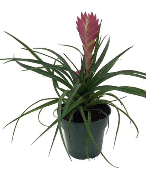 A potted bromeliad plant with a pink flower and long green leaves.