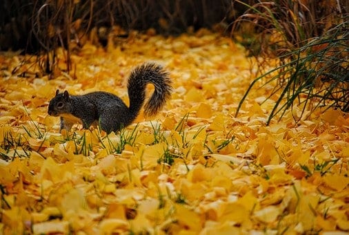 Child-Friendly Activities For Autumn