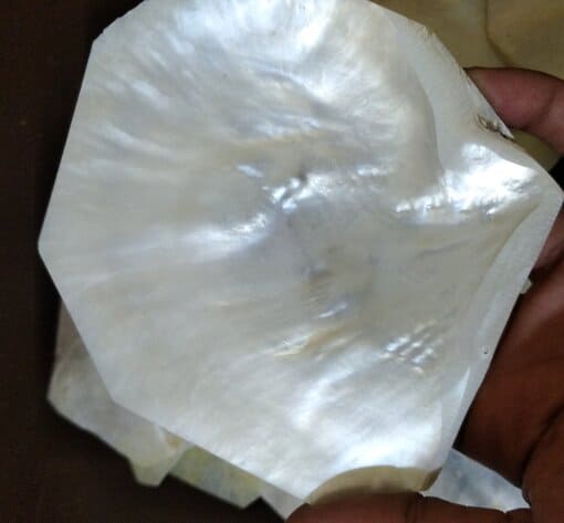 Mother Of Pearl Cutting 12 cm 1 pound
