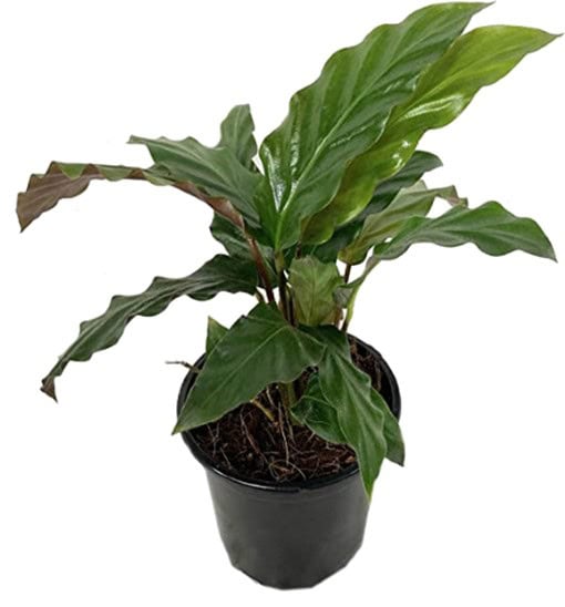 A potted Calathea plant with large green leaves and brown edges.