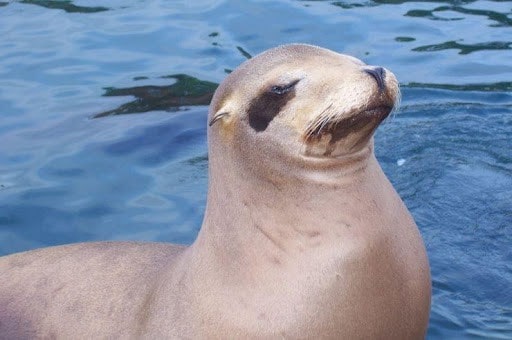 seal