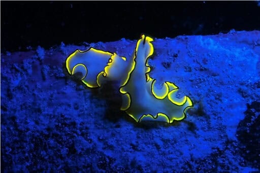 SEALIFE Sea Dragon Fluoro-Dual Beam Light Kit