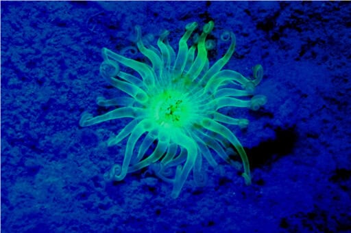 SEALIFE Sea Dragon Fluoro-Dual Beam Light Kit