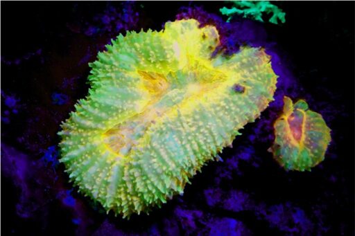 SEALIFE Sea Dragon Fluoro-Dual Beam Light Kit