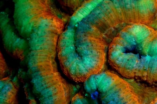SEALIFE Sea Dragon Fluoro-Dual Beam Light Kit