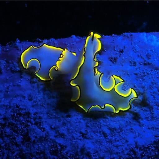 SEALIFE Sea Dragon Fluoro-Dual Beam Light Kit