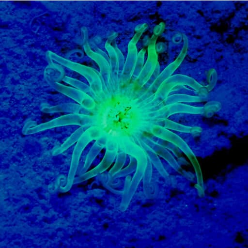 SEALIFE Sea Dragon Fluoro-Dual Beam Light Kit