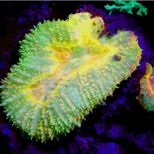 SEALIFE Sea Dragon Fluoro-Dual Beam Light Kit