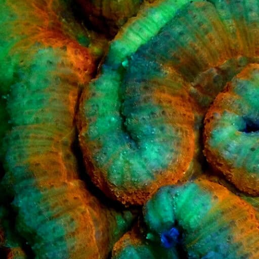 SEALIFE Sea Dragon Fluoro-Dual Beam Light Kit