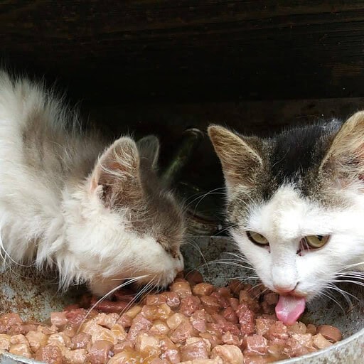 cats eating wet food 