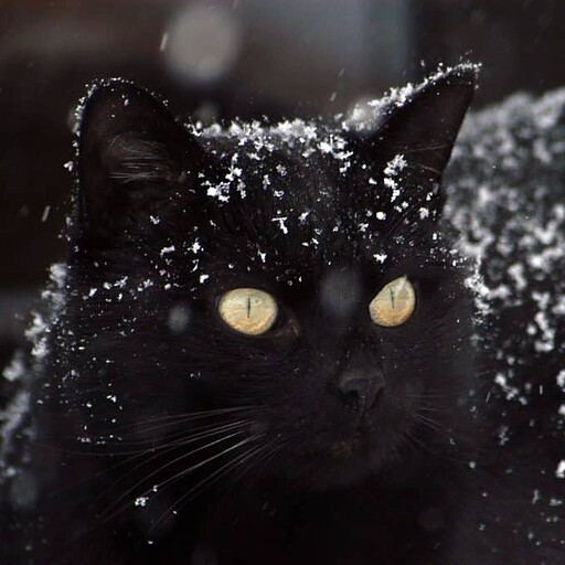feral cat winter safety black cat in snow