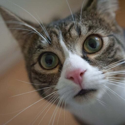 Curious tabby cat with white blaze on his face. 