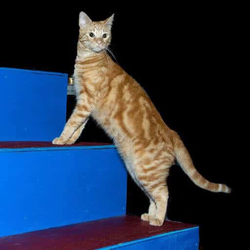 a red classic tabby on a blue set of agility stairs. Photo by Larry Johnson