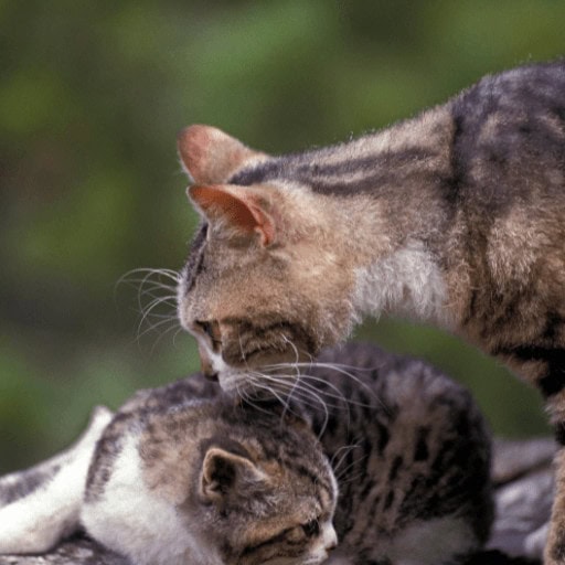 American wirehair cat and kitten