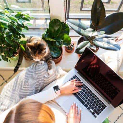 Calico cat reaching out to her human who is working on her computer. scent marking is one way a cat chooses her favorite person