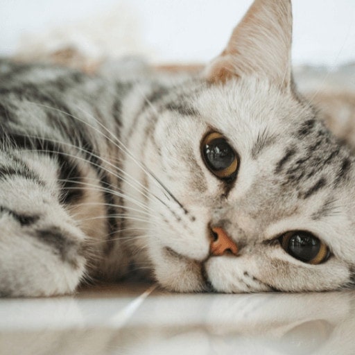 Silver tabby American shorthair cat