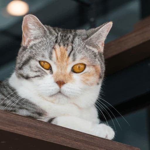 Calico American Wirehair cat