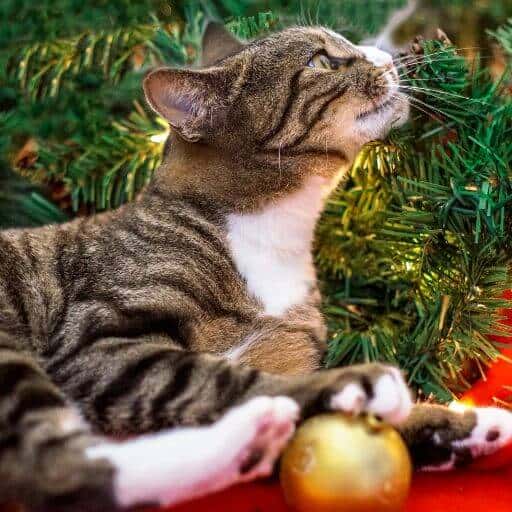 Keep Your Cat Out of Your Christmas Tree 1
