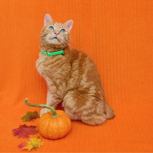 red classic tabby cat wearing a green collar on an orange background with some thanksgiving decor