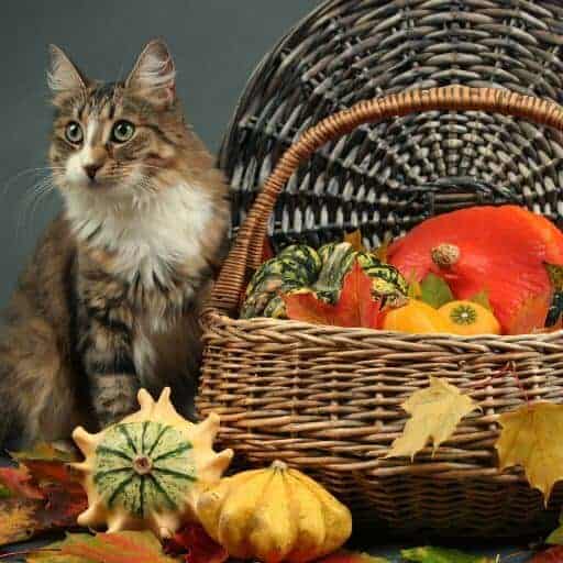 Tips for a Safe Thanksgiving with Your Cat 2