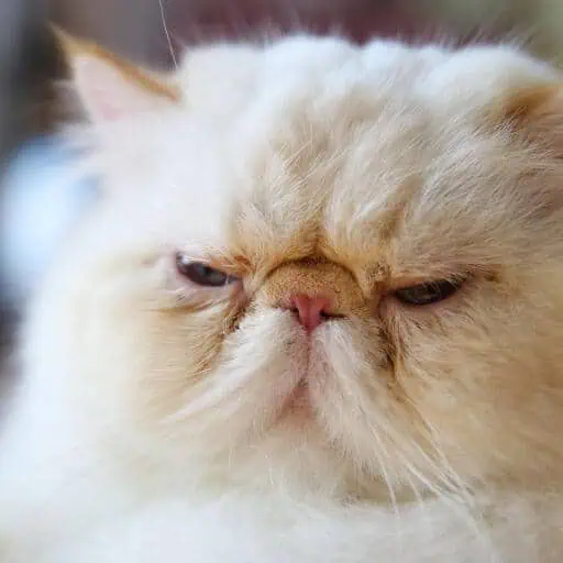 Tear Stains in Cats: Causes, Treatment, and Prevention Tips 1