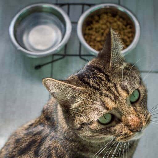 green eyed brown tabby cat sitting in front of stainless steel bowls containing water and cat kibble